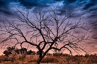 silhouette of tree at sunset