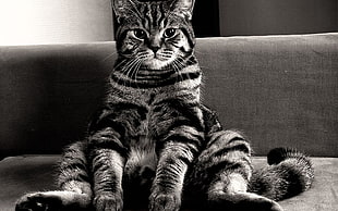 greyscale photography of tabby cat sitting on sofa