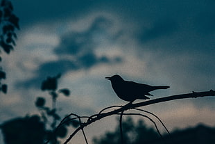 silhouette of bird photo