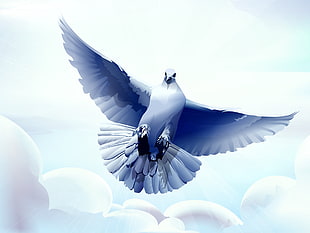 painting of flying pigeon HD wallpaper