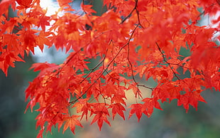 maple photography of red flower