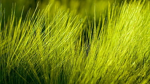 green grass, nature