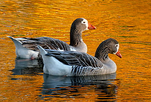 two gray Mallard ducks, geese