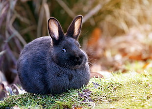 black rabbit, animals, rabbits