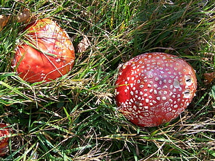 two red ornaments on grass