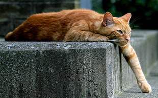 orange tabby cat, animals, cat