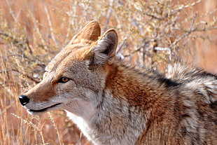 macro photography of fox, coyote HD wallpaper