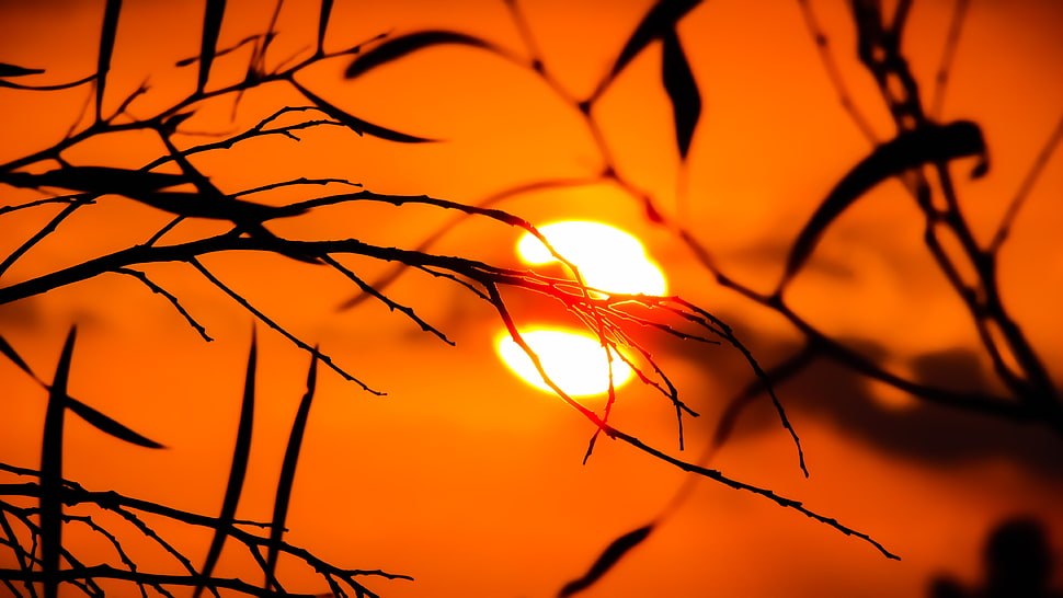 silhouette of tree branches during sunset HD wallpaper
