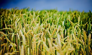close up photo of wheat field HD wallpaper
