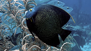 black Discus fish swimming near beige coral HD wallpaper