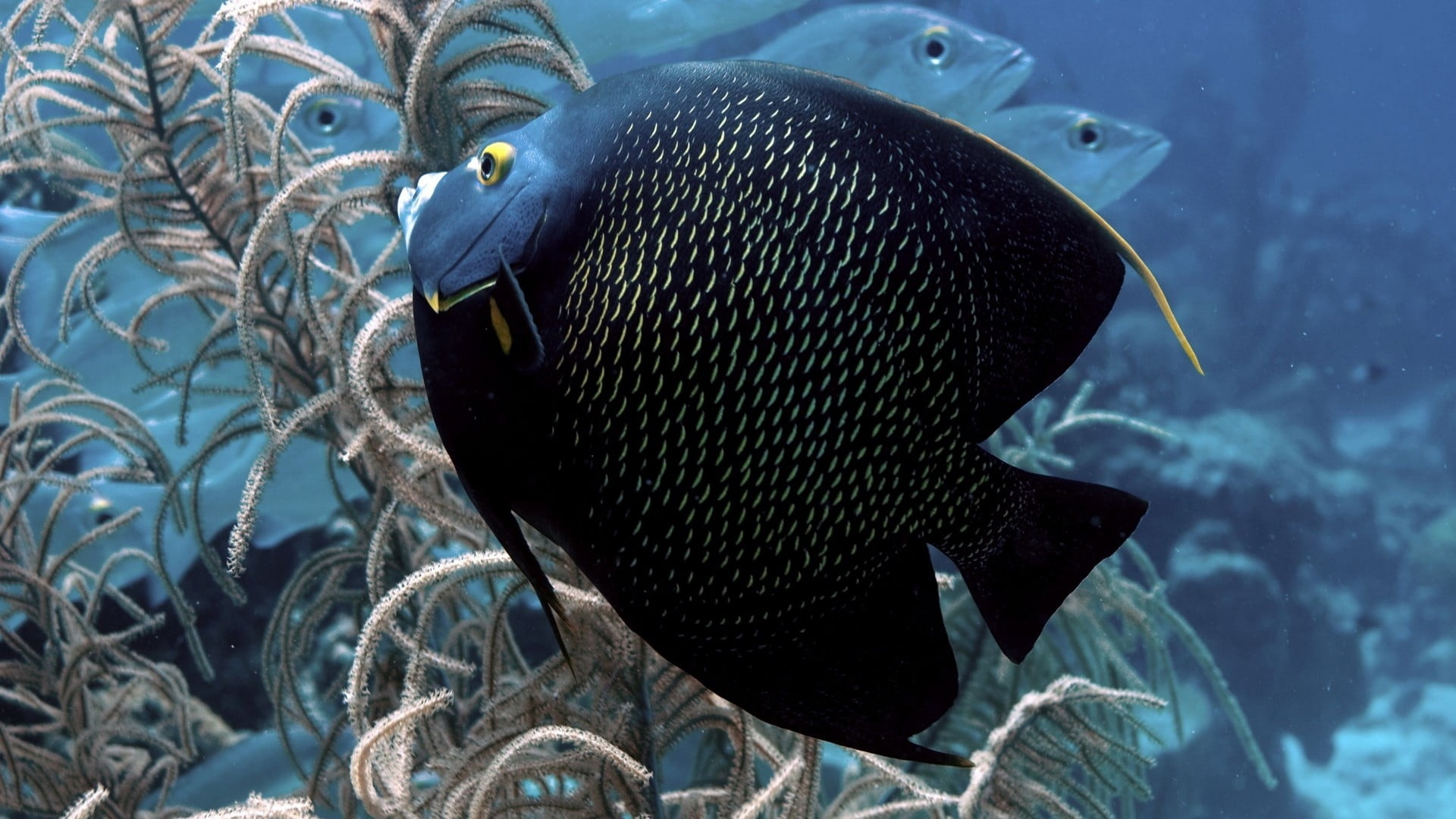 black Discus fish swimming near beige coral