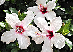 white and red flowers HD wallpaper