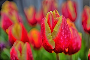 selective focus photo of pink tulip HD wallpaper