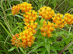 yellow flowers HD wallpaper
