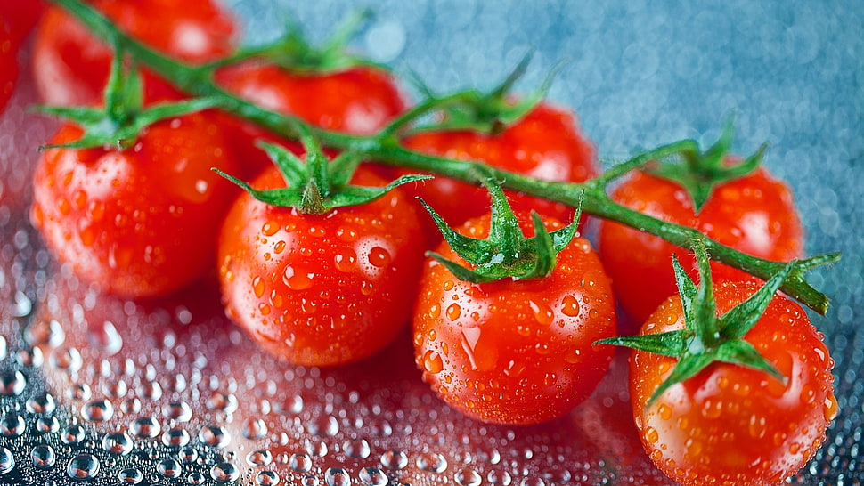 eight tomatoes HD wallpaper