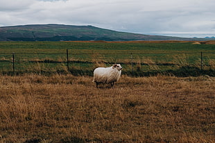 white sheep, Sheep, Grass, Pasture