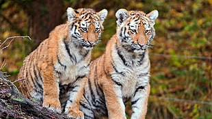 two tigers standing on tree brach during daytime