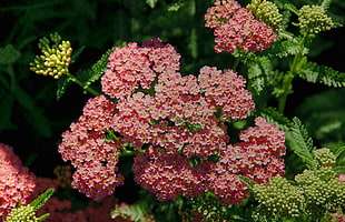red and green clustered flowers during daytime