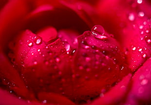 macro shot of petal of red roses with water droplets HD wallpaper