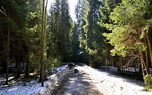 pathway in between green leaf trees during day time