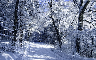 pathway in the middle of forest during snow