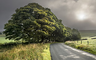 green leafed tree, road, landscape, trees
