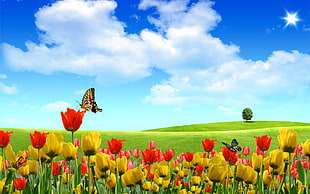 black and yellow Butterflies perching on flowers HD wallpaper
