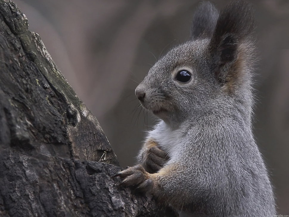 gray rabbit HD wallpaper