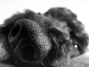 shallow focus photography of dog nose