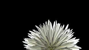 selective focus photography of white Dahlia flower, mum