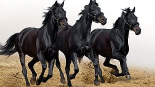 three black horses runnign