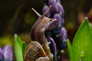 close up photography of snail HD wallpaper