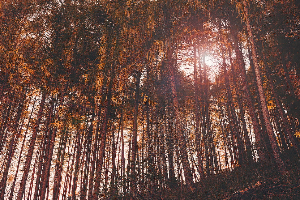 trees painting, Trees, Woods, Tree trunk HD wallpaper