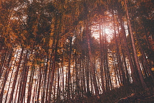 trees painting, Trees, Woods, Tree trunk