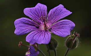 purple flower during day time