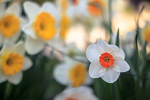 depth of field photography of white petaled flower