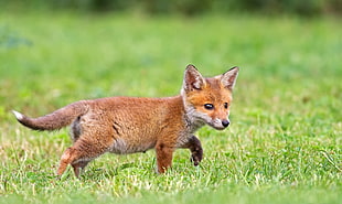 fox on green grass