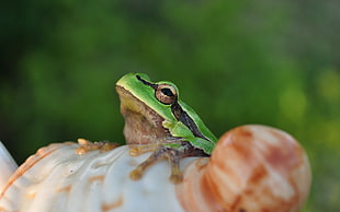 selective focus photography of green frog