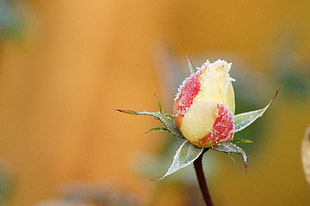 yellow Rose flower bud