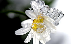 white daisy with ice closeup photo