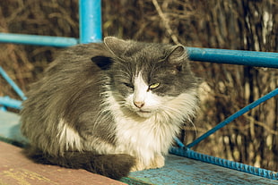 white and gray cat, cat, Russia, animals