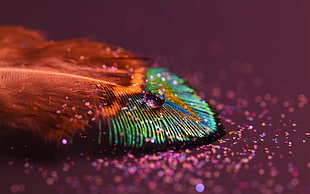 peacock feather, feathers, abstract