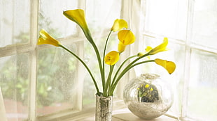macro photography of yellow flowers HD wallpaper