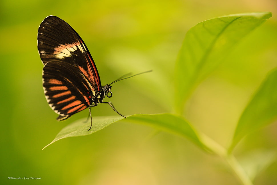 brown and black butterfly perched on green leaf, heliconius, mariposa HD wallpaper