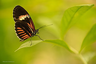 brown and black butterfly perched on green leaf, heliconius, mariposa