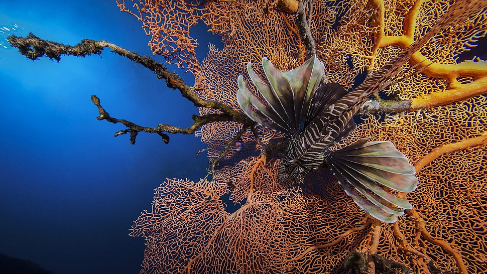 brown and gray fish, coral, lionfish HD wallpaper