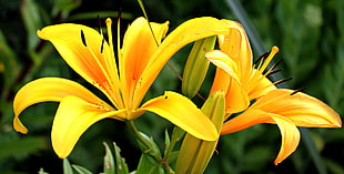 yellow Day Lily flowers at daytime HD wallpaper
