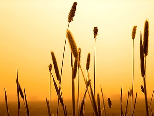 cattail plant, spikelets, sunset, nature HD wallpaper