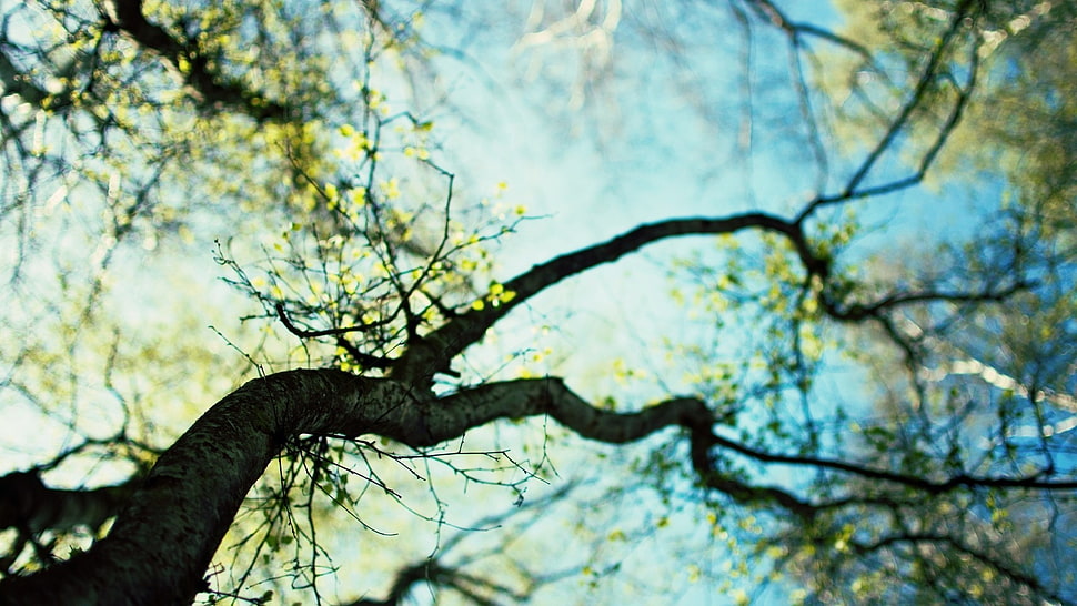 green leaf tree, depth of field, worm's eye view, trees, nature HD wallpaper