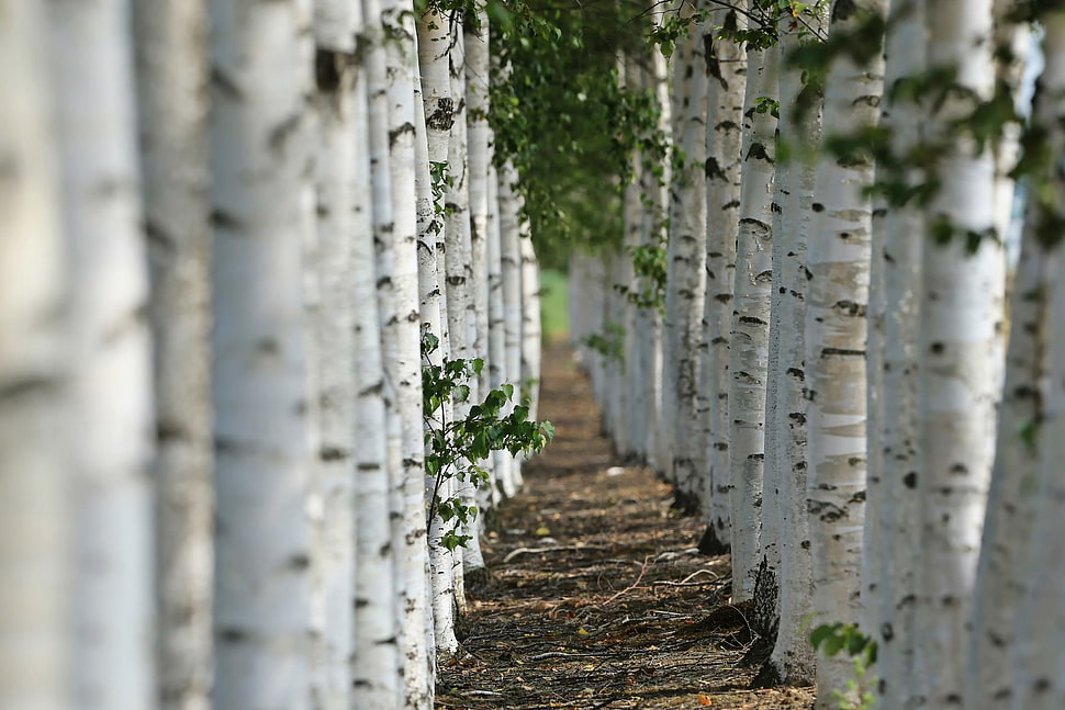 gray trees, trees HD wallpaper